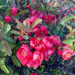 Meet your Posher, Jisoo